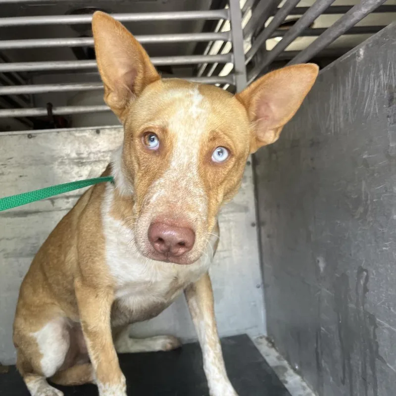 A young medium-sized male Yellow / Tan / Blond / Fawn Shepherd dog named Bubble for adoption in Edinburg, TX