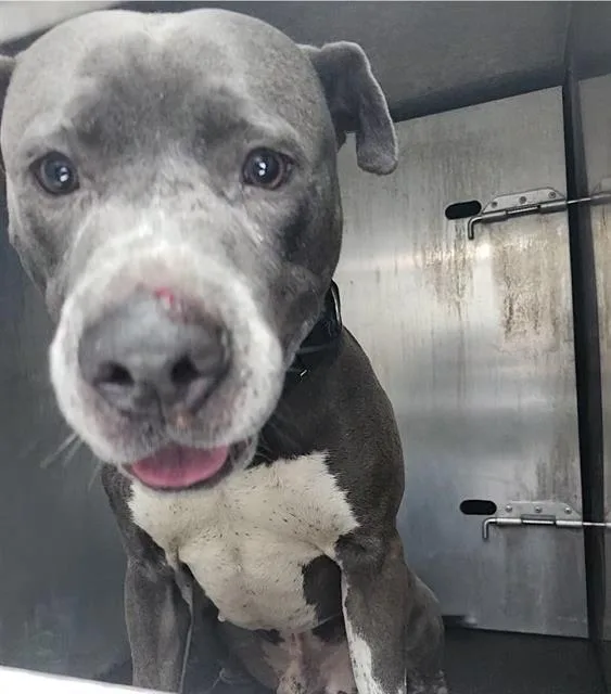 An adult large-sized male American Staffordshire Terrier dog named Big Boy for adoption in San Antonio, TX