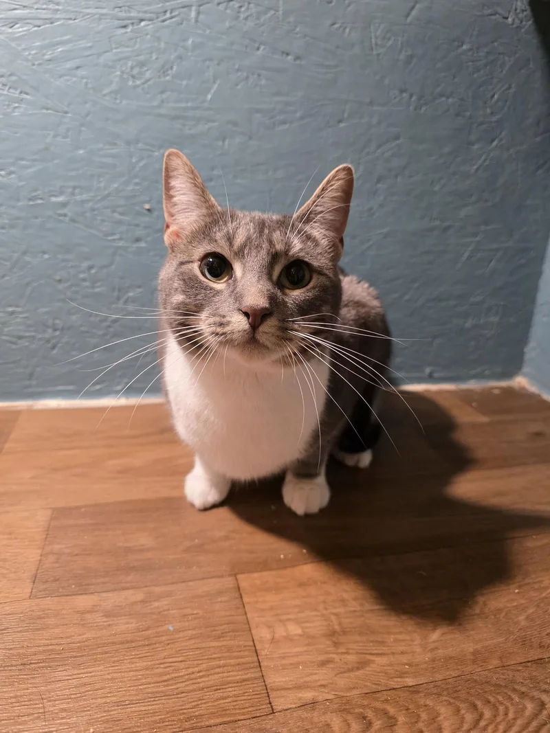 Whiskers D