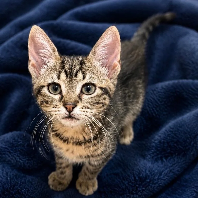 A baby small-sized male Brown / Chocolate Domestic Short Hair cat named Risotto for adoption in Cabot, AR