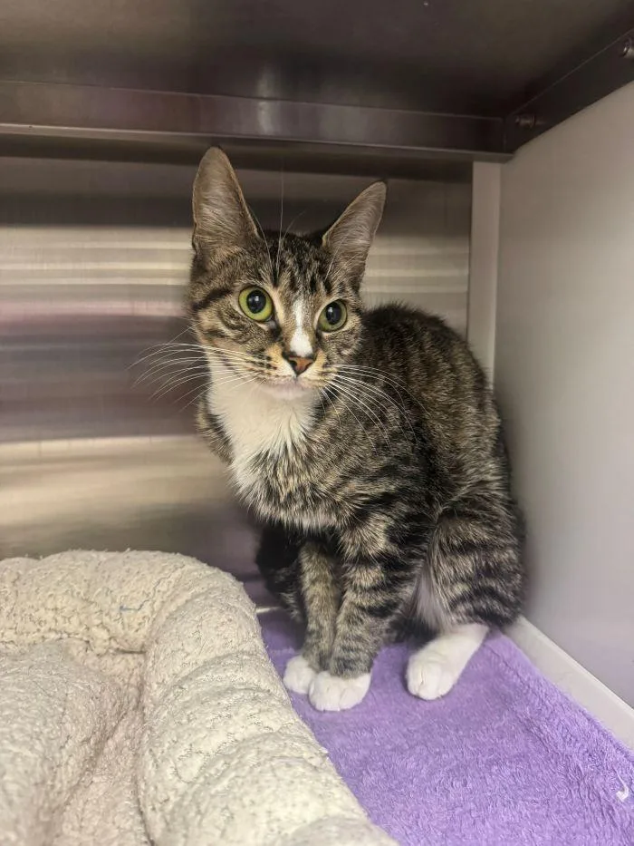 A baby medium-sized female Domestic Short Hair cat named Mila for adoption in Hilton Head Island, SC