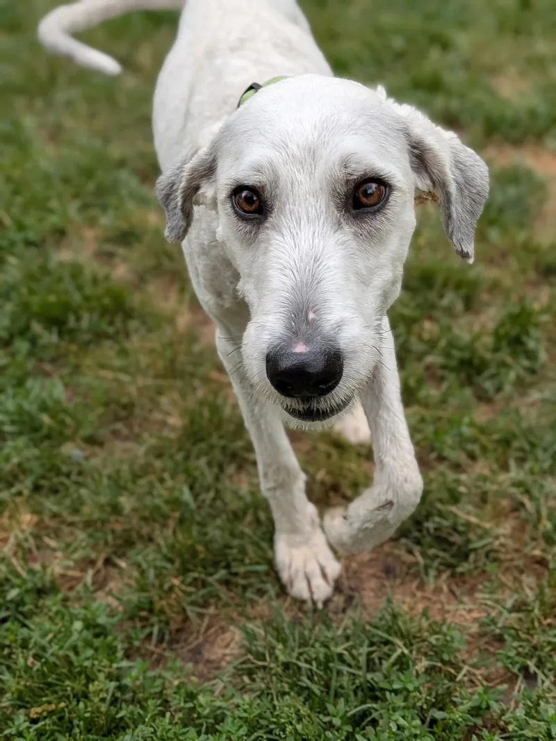 An adult medium-sized male Standard Poodle dog named Woody for adoption in Elgin, IL