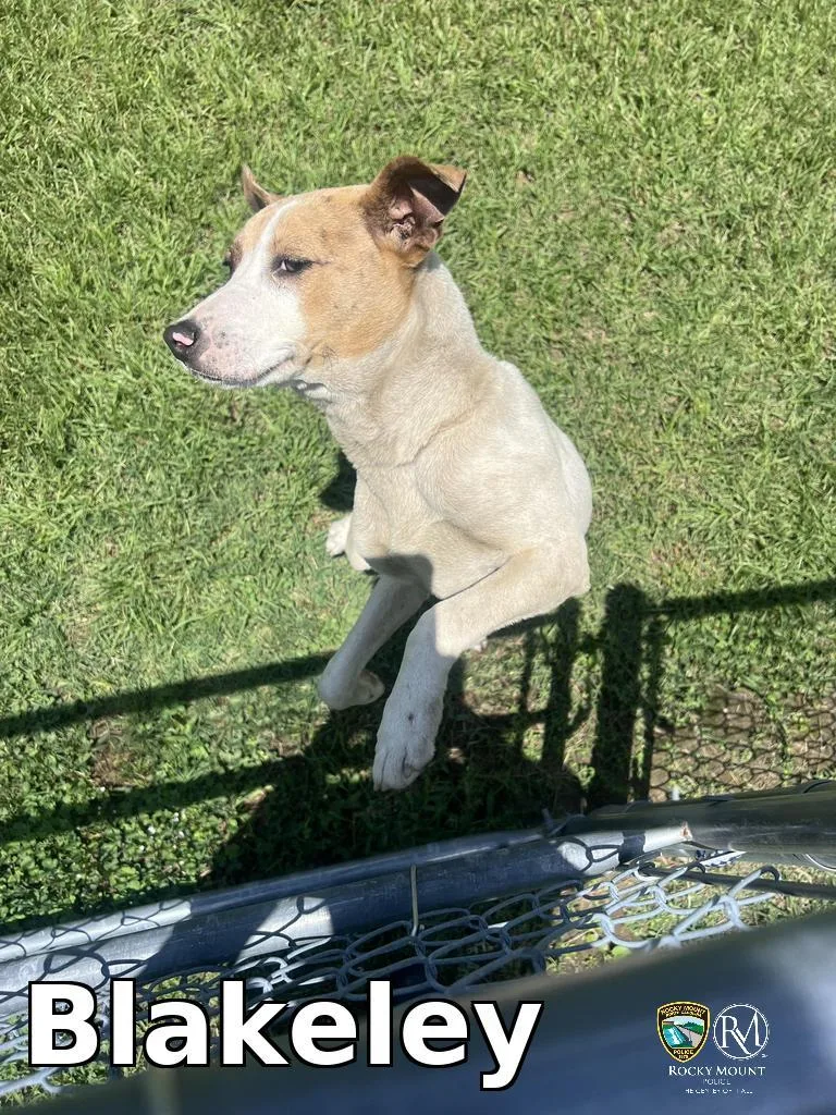 A baby medium-sized female Pit Bull Terrier dog named Blakeley for adoption in Rocky Mount, NC