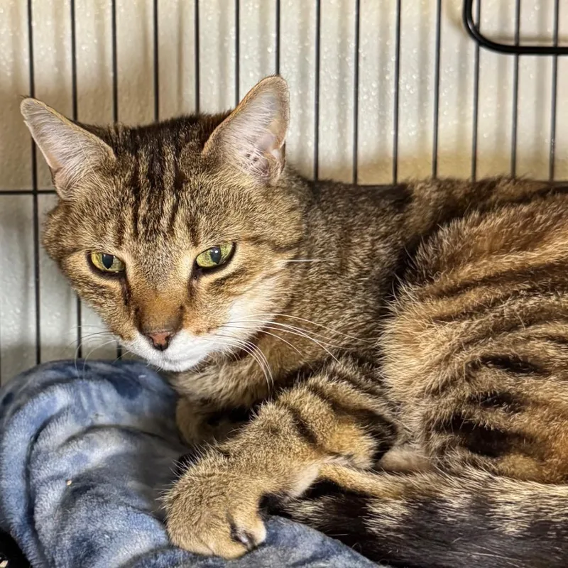 A young medium-sized male Domestic Short Hair cat named Mikey for adoption in Saginaw, MI