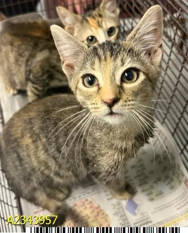 A baby medium-sized female Domestic Short Hair cat named Pixie for adoption in West Palm Beach, FL