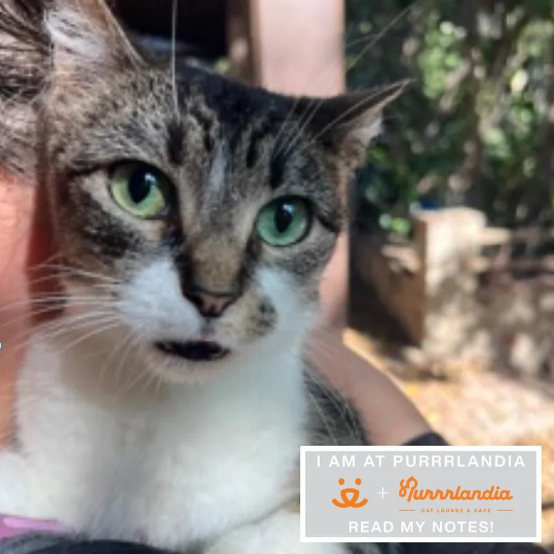 A senior medium-sized female Domestic Short Hair cat named Sophia for adoption in Los Angeles, CA