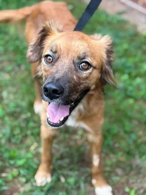 A young medium-sized female Mixed Breed dog named Belladonna for adoption in Raleigh, NC