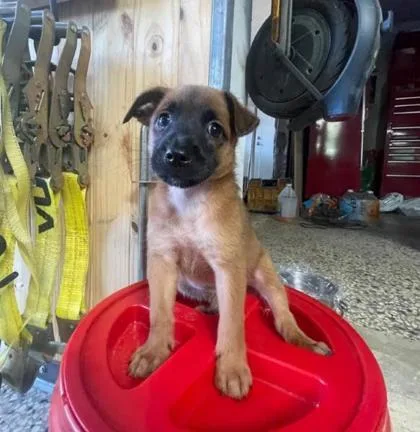 A baby small-sized female Labrador Retriever dog named Ava for adoption in Washington, DC