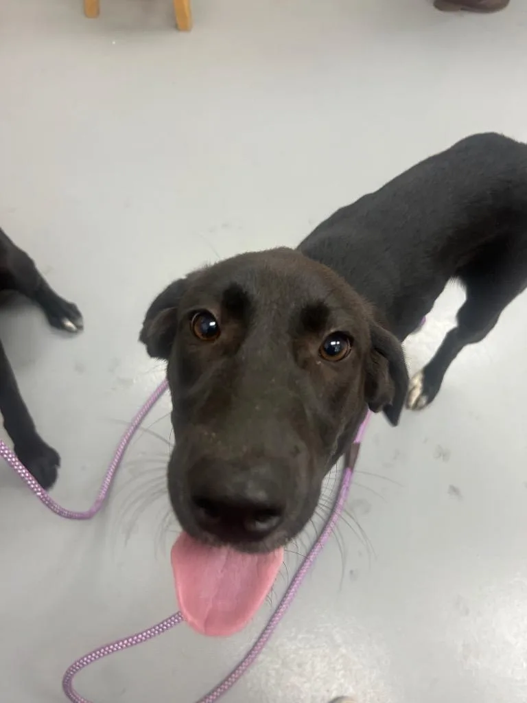 A baby medium-sized male Labrador Retriever dog named Ralph for adoption in Hartsville, SC