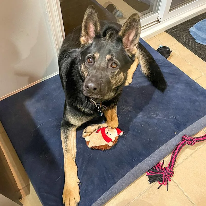 An adult large-sized male Black German Shepherd Dog dog named Vader for adoption in Millburn, NJ