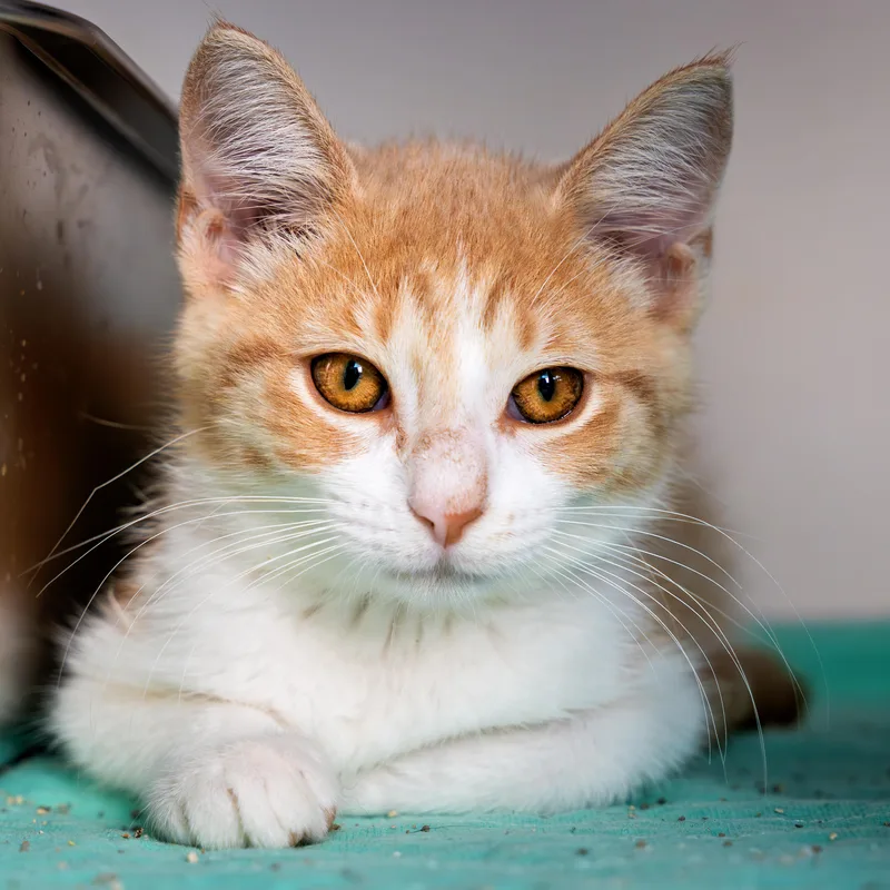 A baby medium-sized male Buff / Tan / Fawn Domestic Short Hair cat named Frye for adoption in White Oak, PA