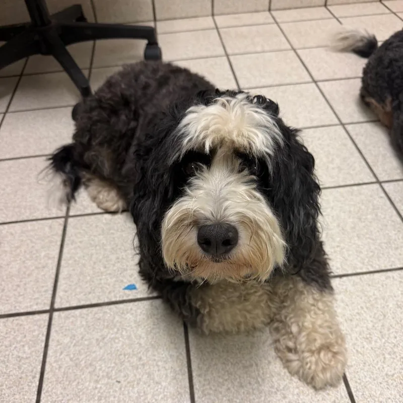 An adult medium-sized female White / Cream Mixed Breed dog named Luna for adoption in Charleston, WV