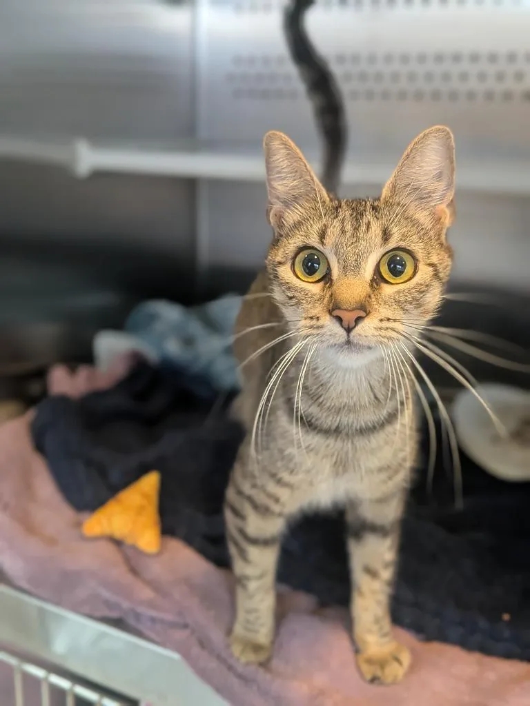 A young small-sized female Domestic Short Hair cat named Lovey for adoption in Hyde Park, NY