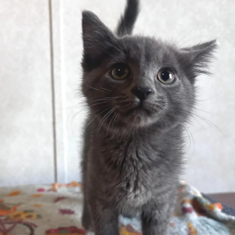A baby small-sized male Gray / Blue / Silver Domestic Short Hair cat named Jinx for adoption in Belleville, IL