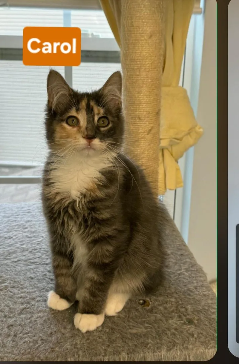 A baby small-sized female Dilute Tortoiseshell cat named Carol for adoption in Brighton, MI