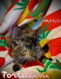 A young small-sized female Domestic Short Hair cat named Tortellini for adoption in Pleasanton, TX