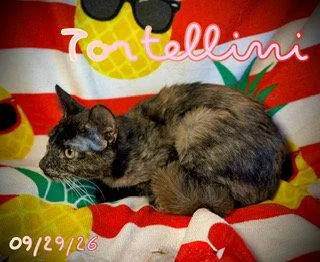 Tortellini thumbnail 2