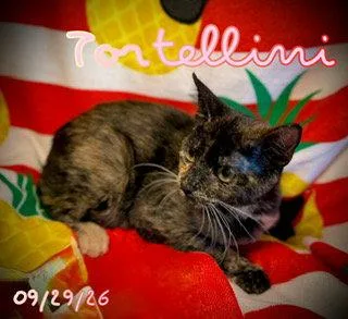 Tortellini thumbnail 3
