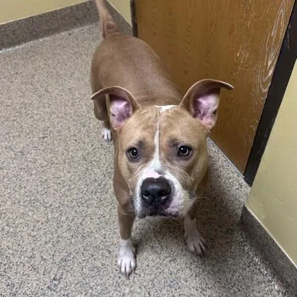 An adult large-sized male Mixed Breed dog named Marcus for adoption in Merriam, KS