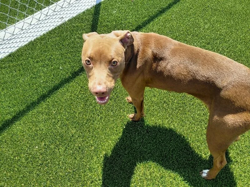 A young medium-sized female Brown / Chocolate Terrier dog named Coco for adoption in bellefontaine, OH