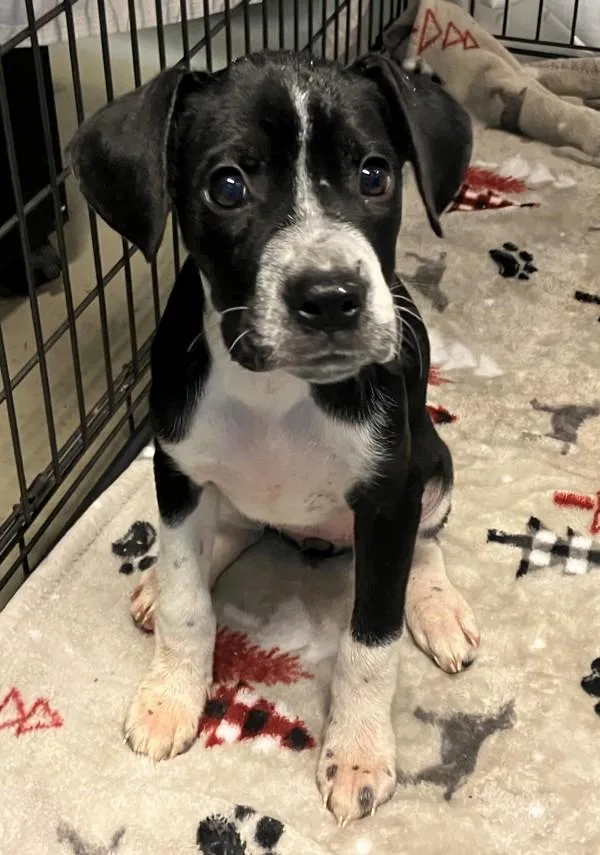 A baby small-sized female Mixed Breed dog named Molly for adoption in Staten Island, NY