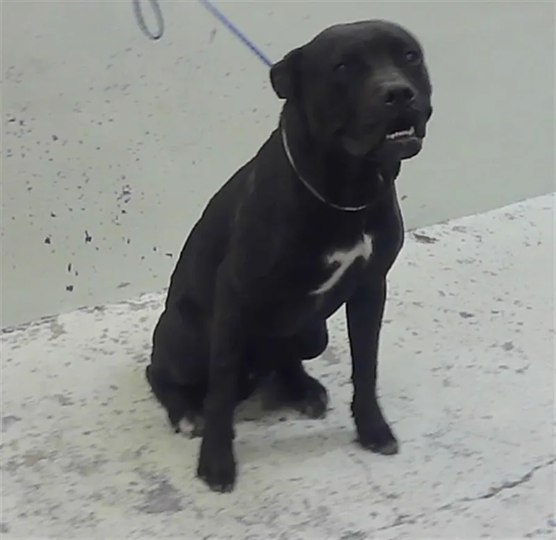 A young large-sized male Staffordshire Bull Terrier dog named A for adoption in Houston, TX