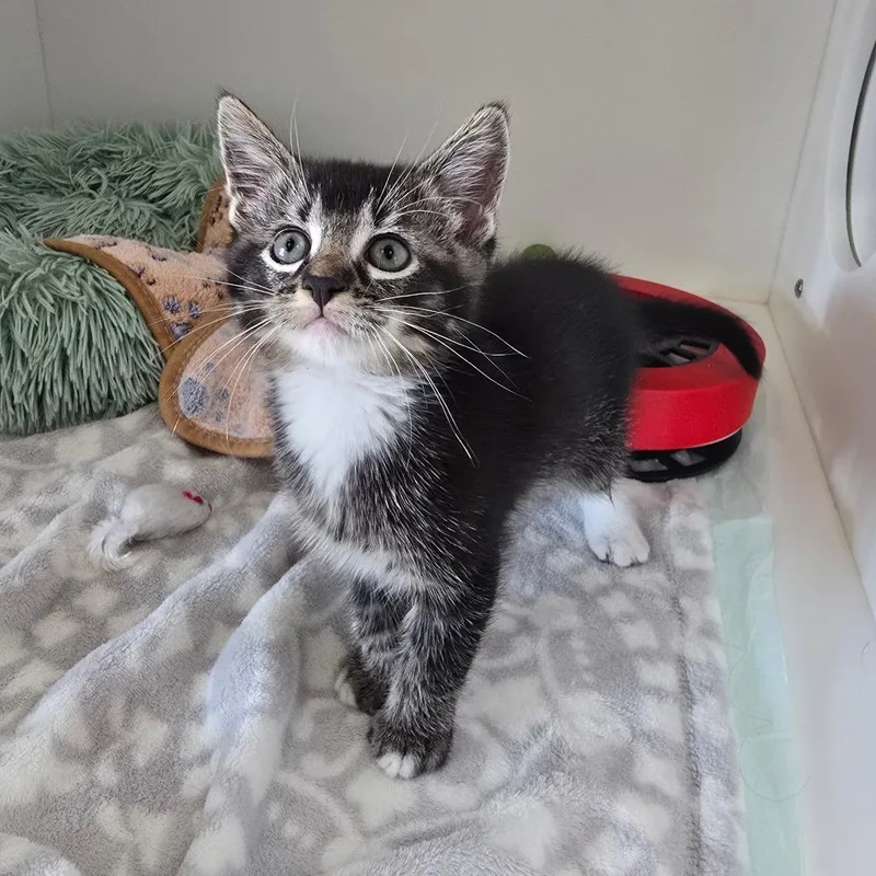 A baby small-sized male Domestic Short Hair cat named Toto for adoption in Elizabeth City, NC