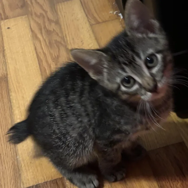 Colby Jack