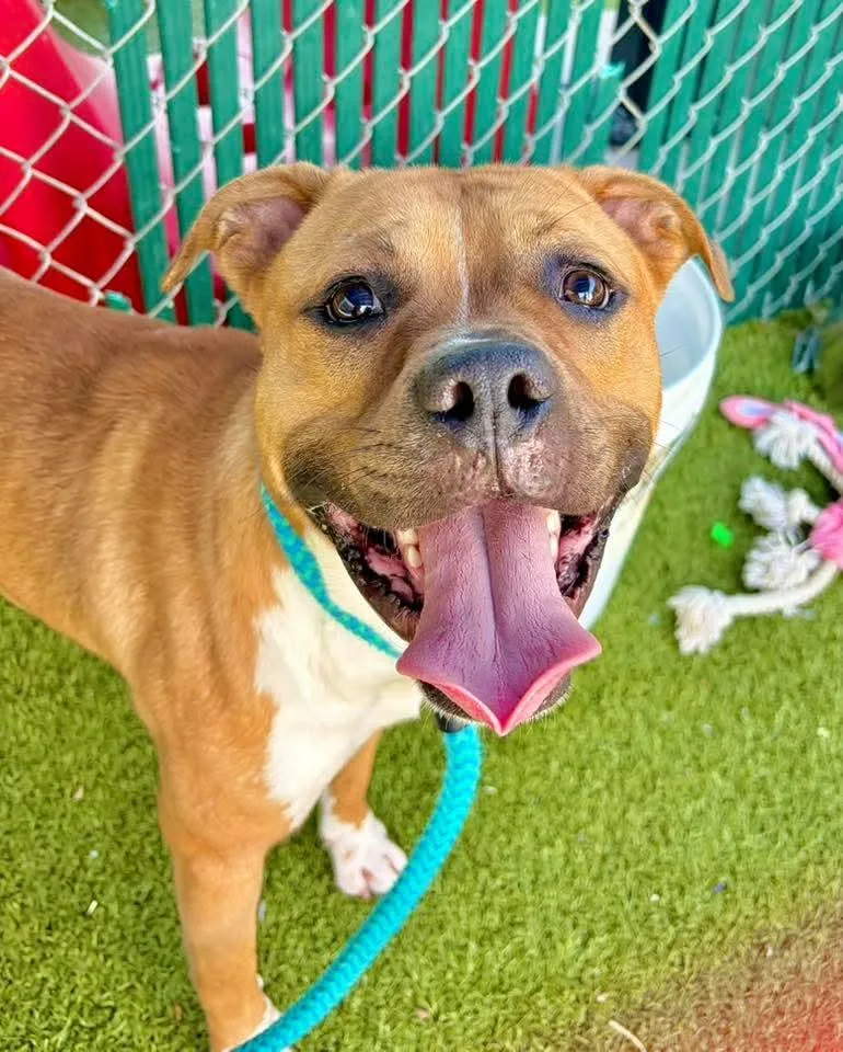 An adult medium-sized male Boxer dog named Gummy Worm for adoption in St. Louis, MO