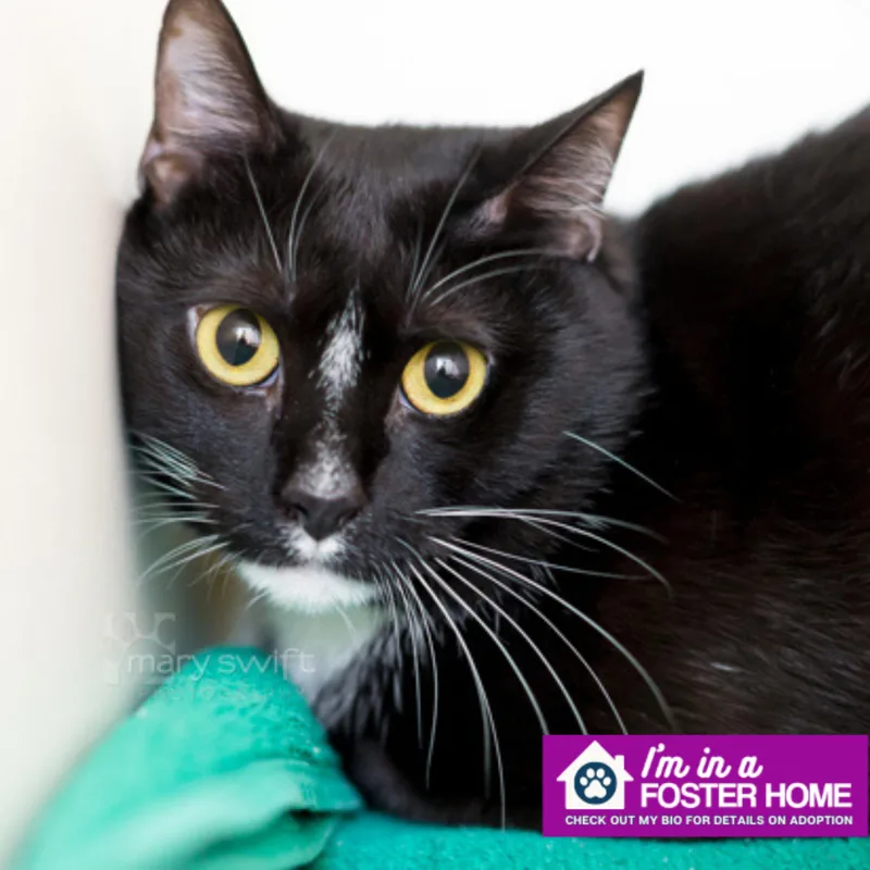 An adult medium-sized male Domestic Short Hair cat named Domino for adoption in Reisterstown, MD