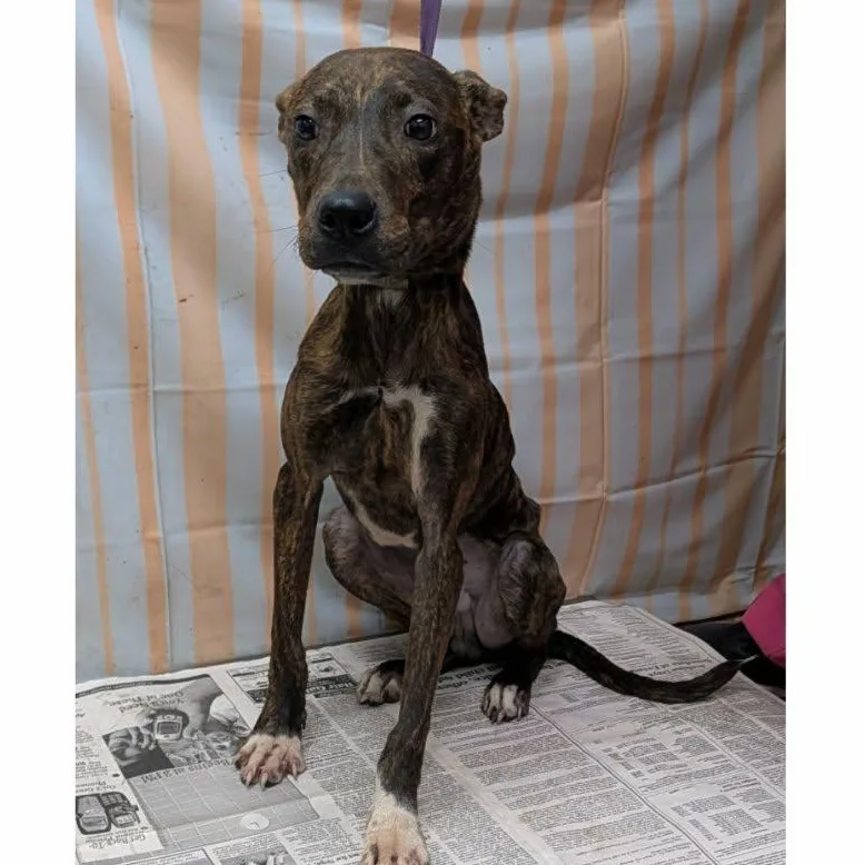 A young medium-sized male Brindle Mixed Breed dog named Rebel for adoption in Hazard, KY