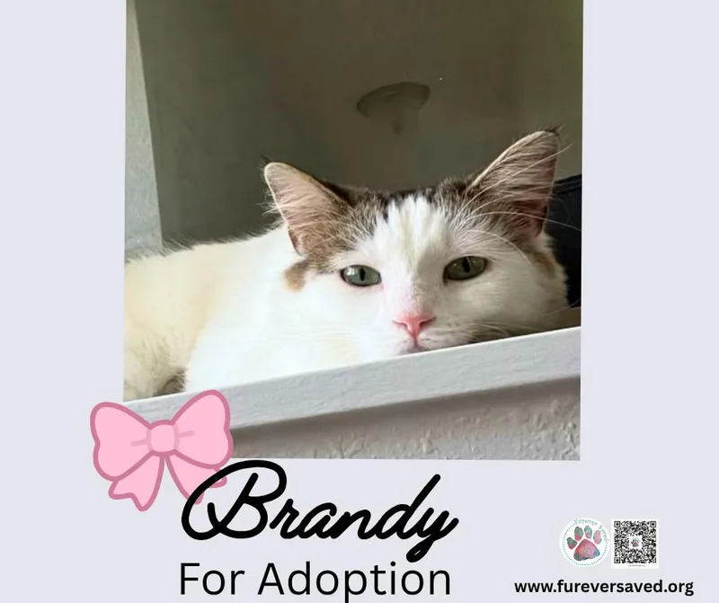 A young medium-sized female Domestic Short Hair cat named Brandy for adoption in Miami, FL