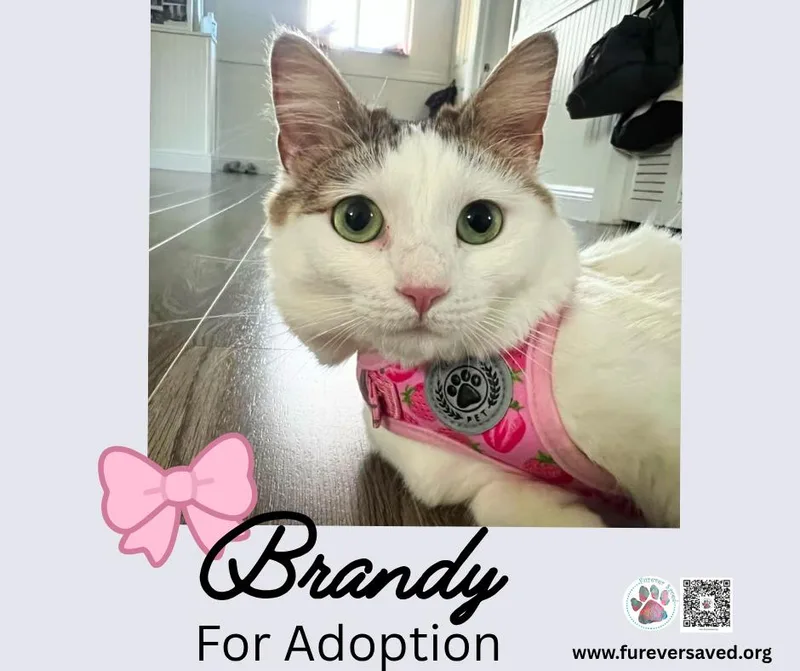 Brandy thumbnail 2