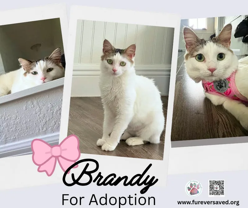Brandy thumbnail 3