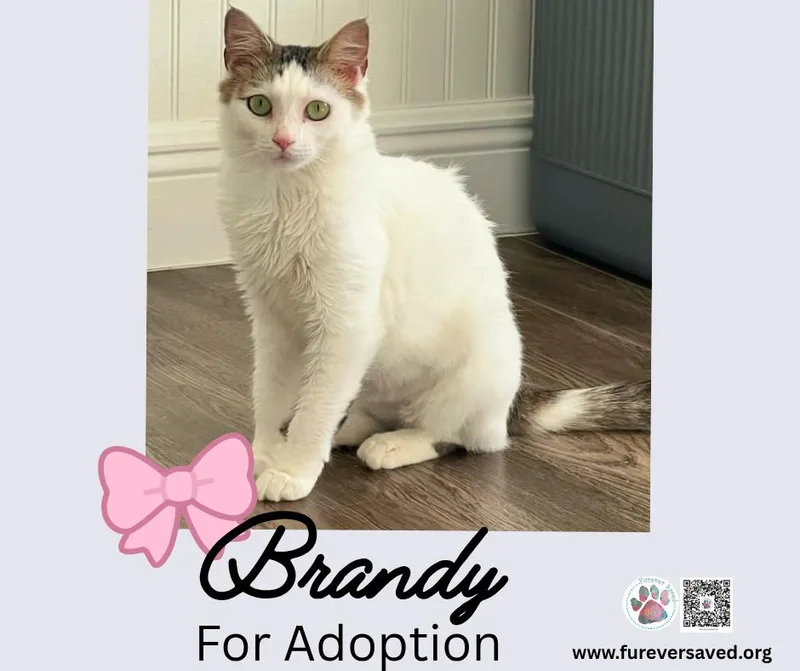 Brandy thumbnail 4