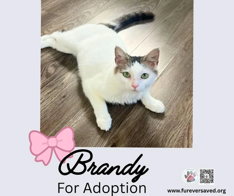 Brandy thumbnail 5
