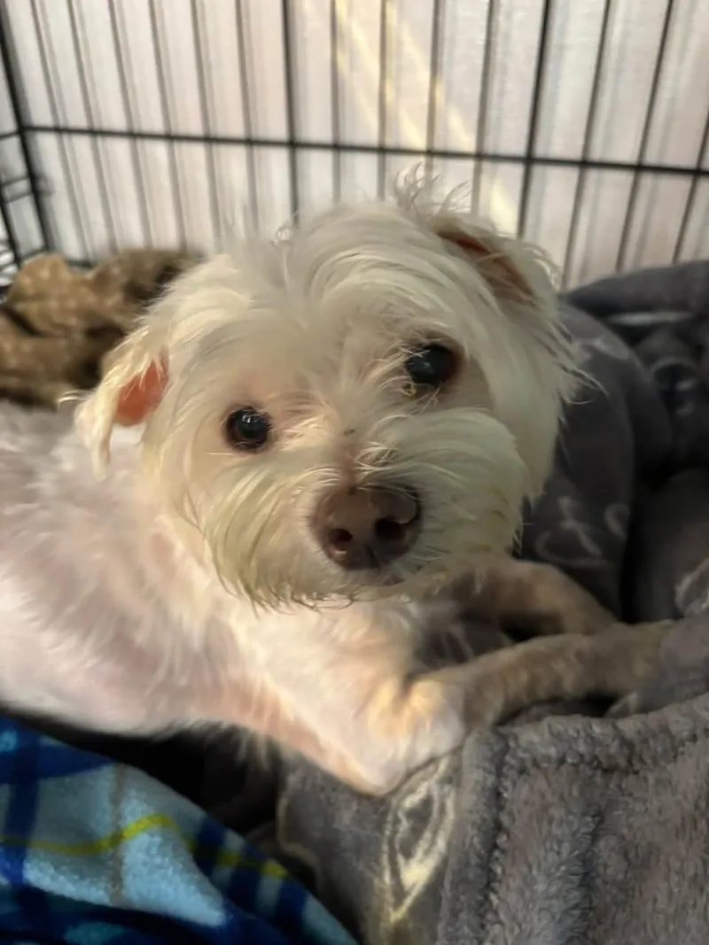 A senior small-sized male Maltese dog named Charlie for adoption in Ozone Park, NY