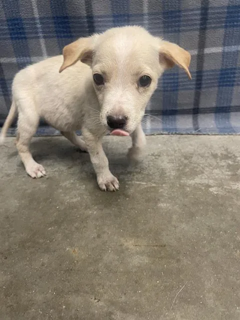 A baby small-sized male Labrador Retriever dog named Booker for adoption in Rosenberg, TX
