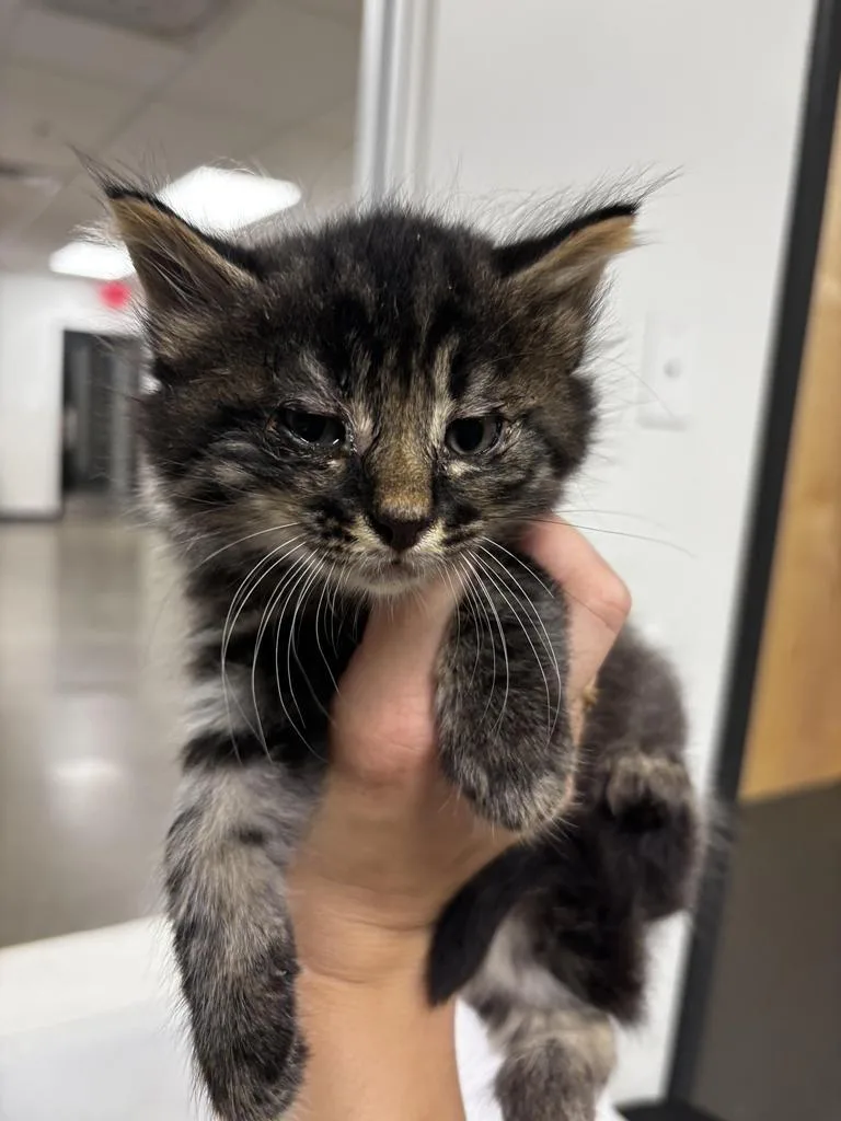 A baby large-sized male Domestic Medium Hair cat named Leo for adoption in Greenfield, IN