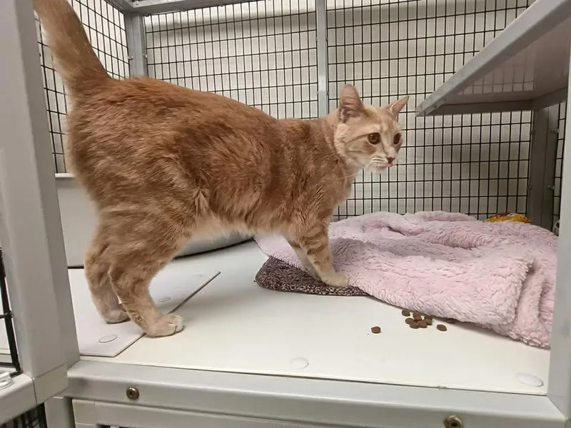 An adult small-sized female Orange / Red Domestic Short Hair cat named Flora Aka "doodles" for adoption in Port Lavaca, TX