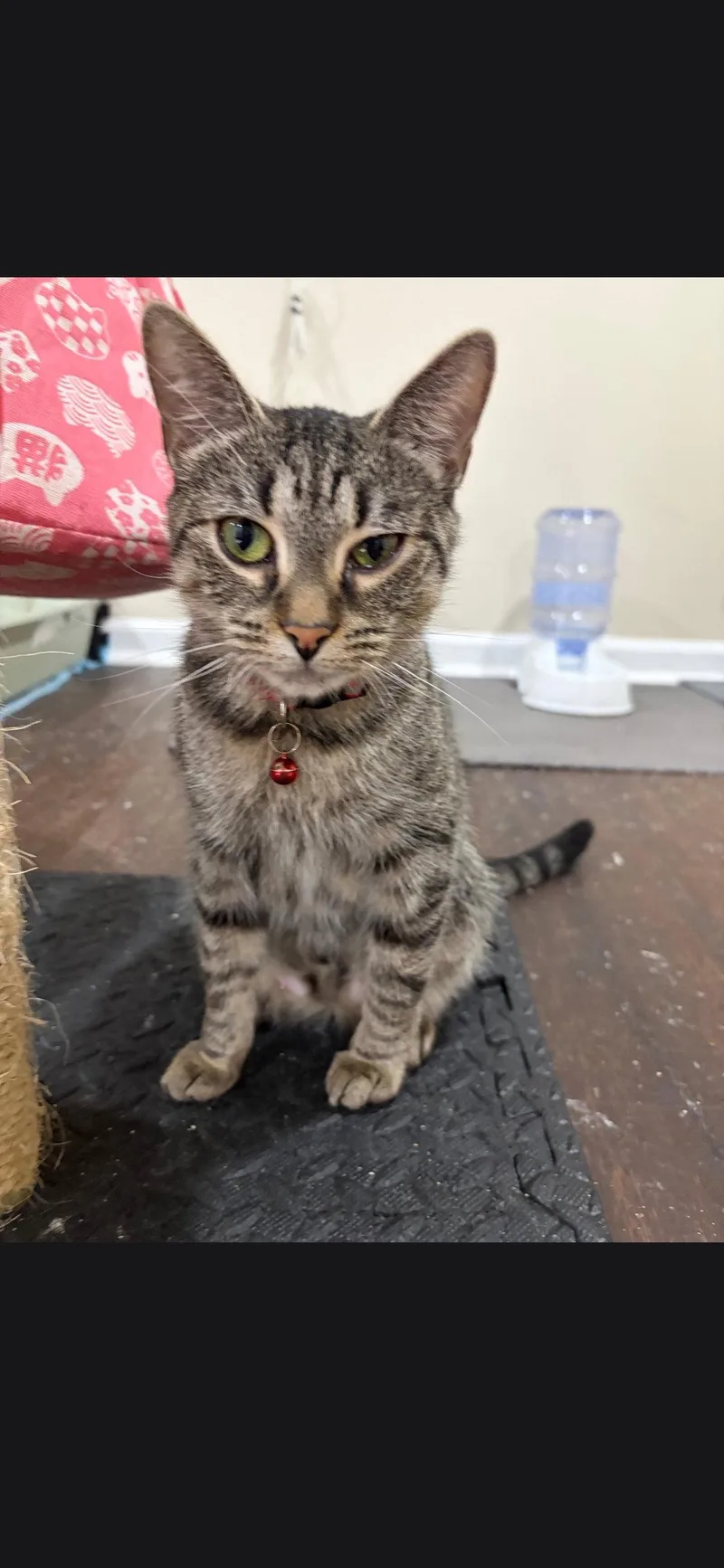 An adult small-sized female Domestic Short Hair cat named Alice for adoption in Harrisburg, PA