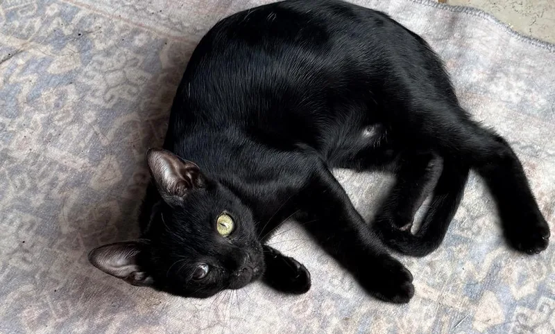 A baby medium-sized male Domestic Short Hair cat named Peanut for adoption in Evans, GA