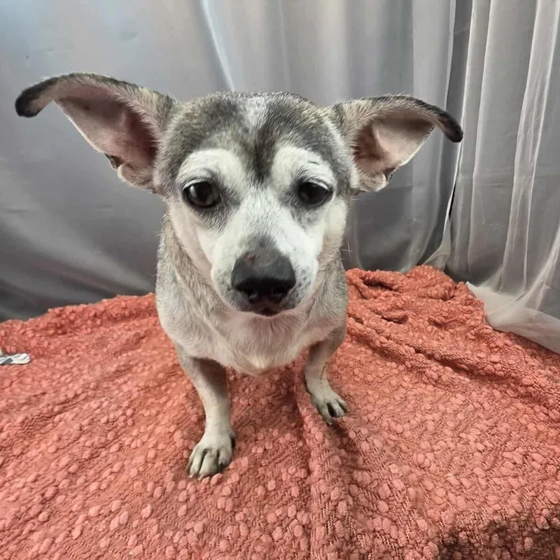 A senior small-sized male Gray / Blue / Silver Chihuahua dog named Finn for adoption in Foley, AL
