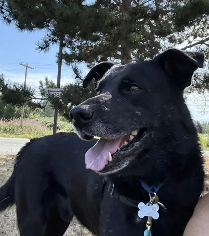 An adult large-sized male Labrador Retriever dog named Loki for adoption in Burlington, WA