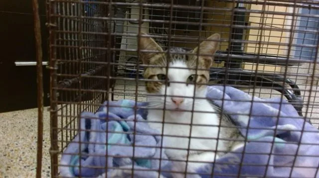 An adult small-sized male Domestic Short Hair cat named Sir. Purr for adoption in Miami, FL