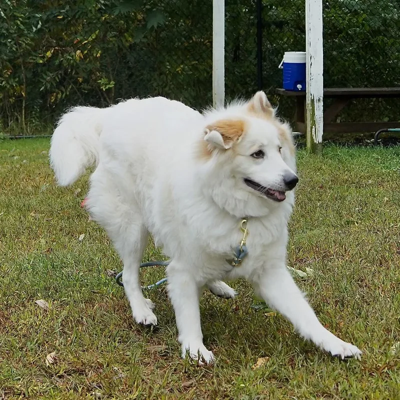 An adult large-sized male White / Cream Great Pyrenees dog named Bridges for adoption in Scituate, MA