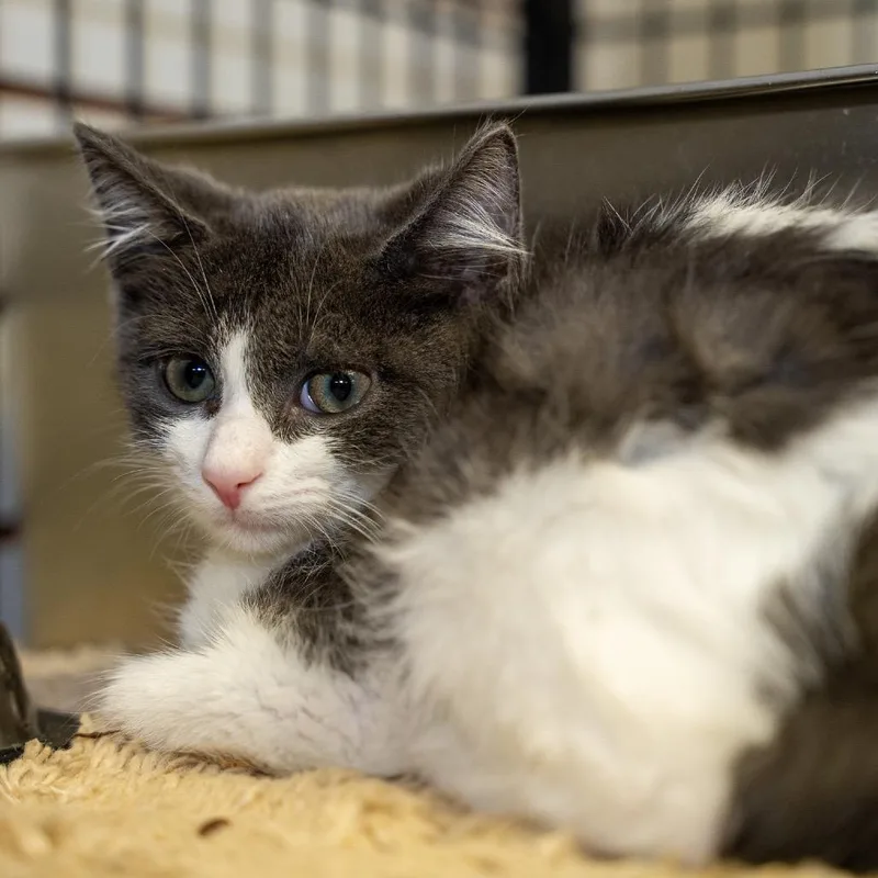 A baby small-sized male Domestic Short Hair cat named Scotty for adoption in Pawling, NY
