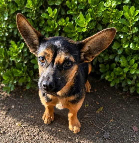 A young medium-sized female Mixed Breed dog named Cami for adoption in Seattle, WA