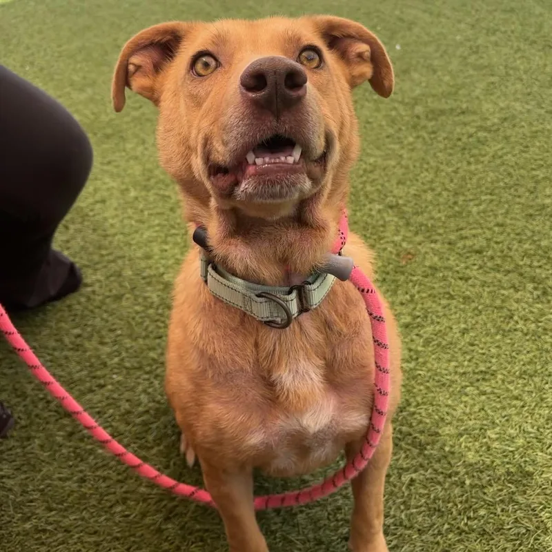 An adult medium-sized female Yellow / Tan / Blond / Fawn Mixed Breed dog named Dutchess for adoption in Washington Township, OH
