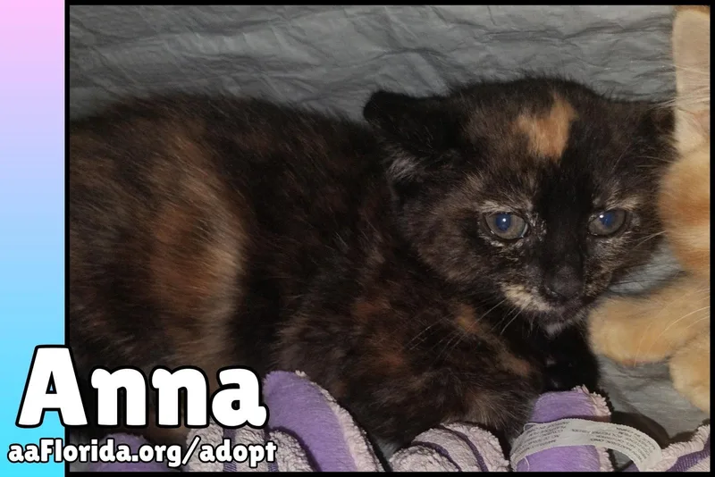 A young medium-sized female Domestic Medium Hair cat named Anna for adoption in Pensacola, FL